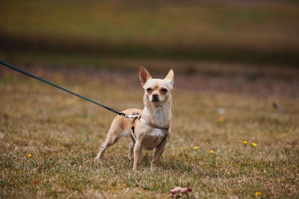 Quels sont les défis actuels de la protection des espèces en voie de disparition ?