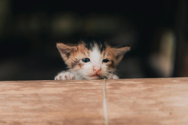 Comment prévenir et traiter les maladies des rongeurs