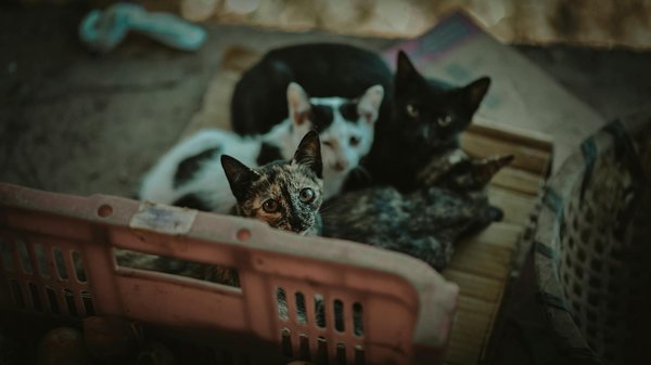 Santé et chats noirs : les affections les plus communes